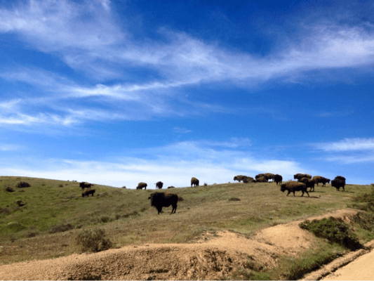 Bison roam Santa Catalina Island, sometimes in large packs and sometimes solo.