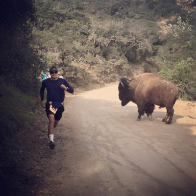 Spotting a Bison while running on Catalina is part of the fun, running by one, well, that’s just crazy.